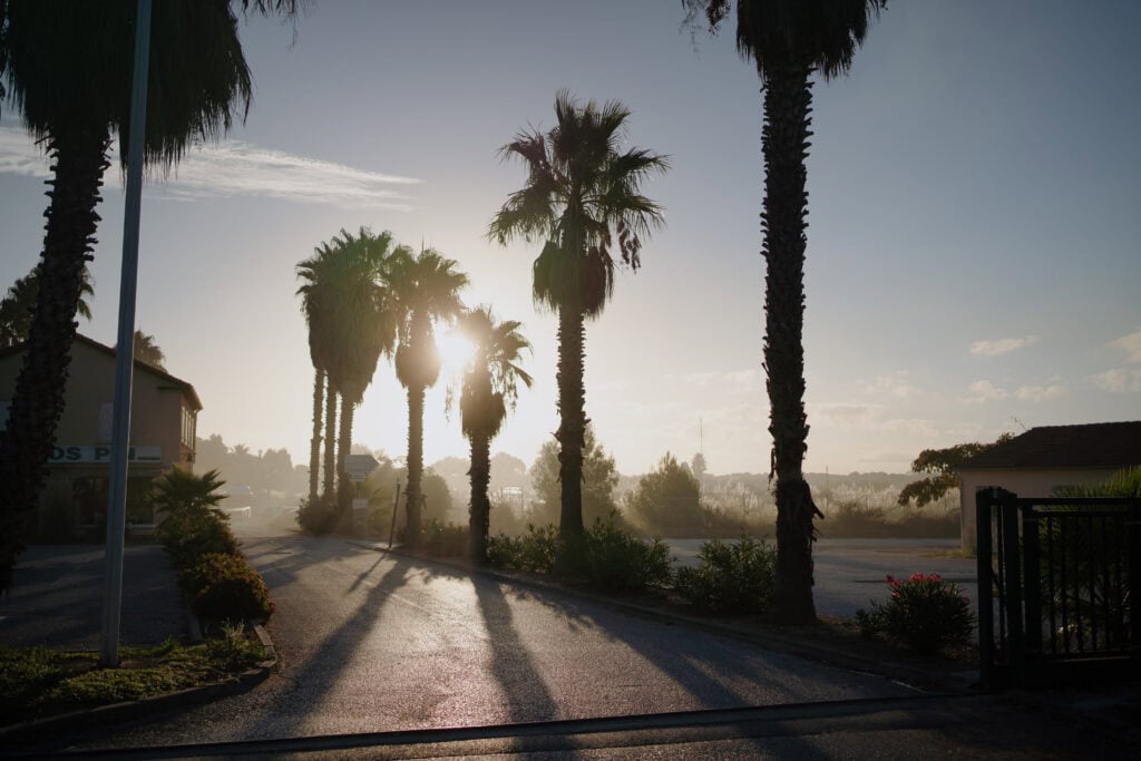 Das helle Morgenlicht scheint durch hohe Palmen und beleuchtet eine ruhige Straßenszene mit nebliger Atmosphäre und entspannender, tropischer Stimmung.